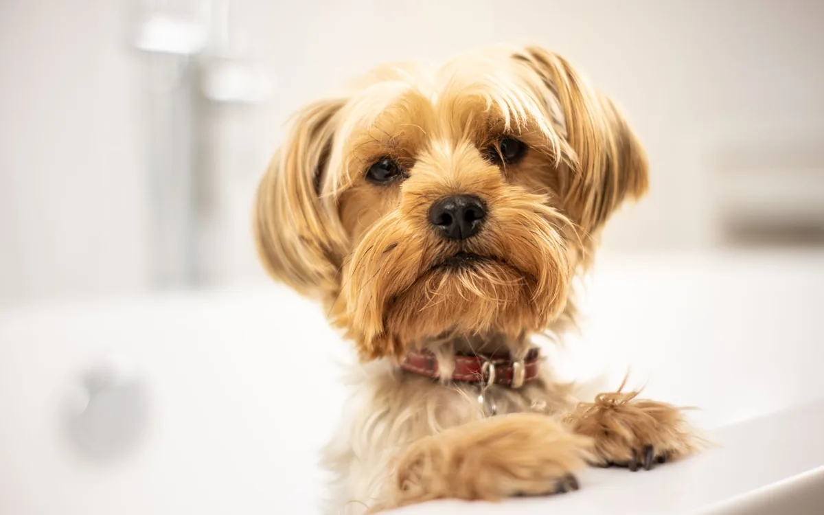 Banho e tosa de cachorro em pet shop
